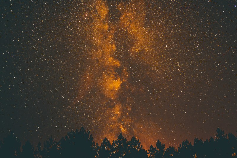 the milky way rises above the silhouette of trees in the golden starry night, _stars over the trees 4k