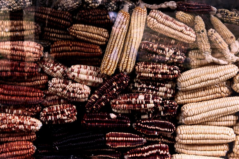 dried out ears of corn that have turned colors in urubamba province, urubamba province corn 4k