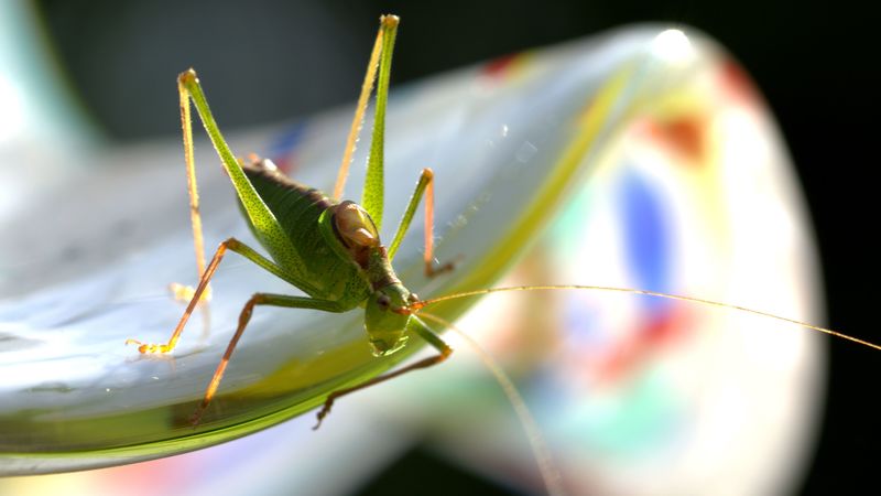 grasshopper, insect, plant, close-up, 4k