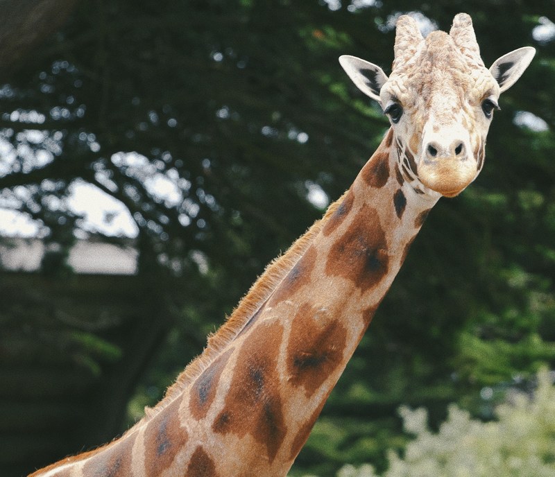 giraffe with eyes half closed staring at camera with a tree behind it, giraffe head 4k