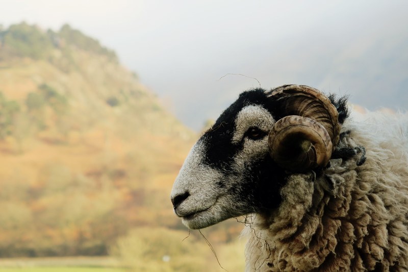 happy mountain ram stands in the countryside, ram 4k