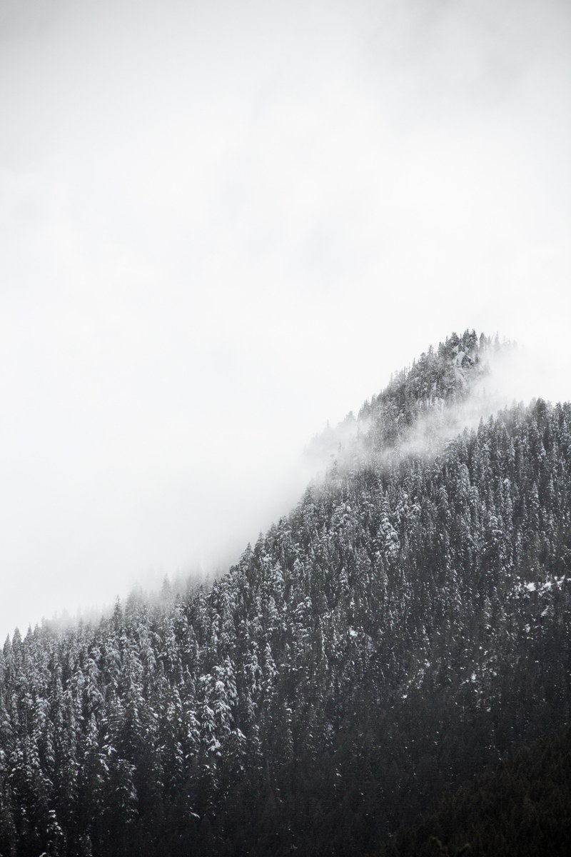 snowy trees on a mist wreathed mountain slope, silver mountain slope 4k