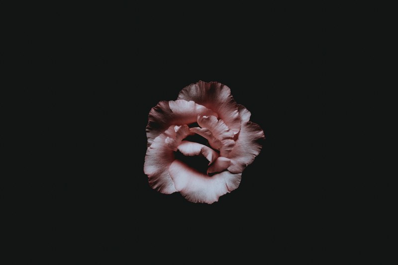 an overhead shot of a pink rose like flower against a black background, pink on black 4k