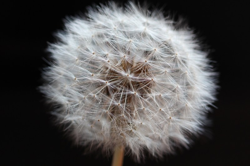 close up of a dandelion seed head covered in downy, dandelion 4k