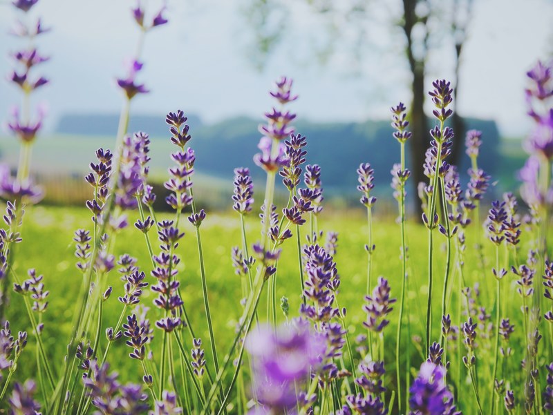 a low shot of tall lavender flowers in a green field, sweet lavender in a green field 4k