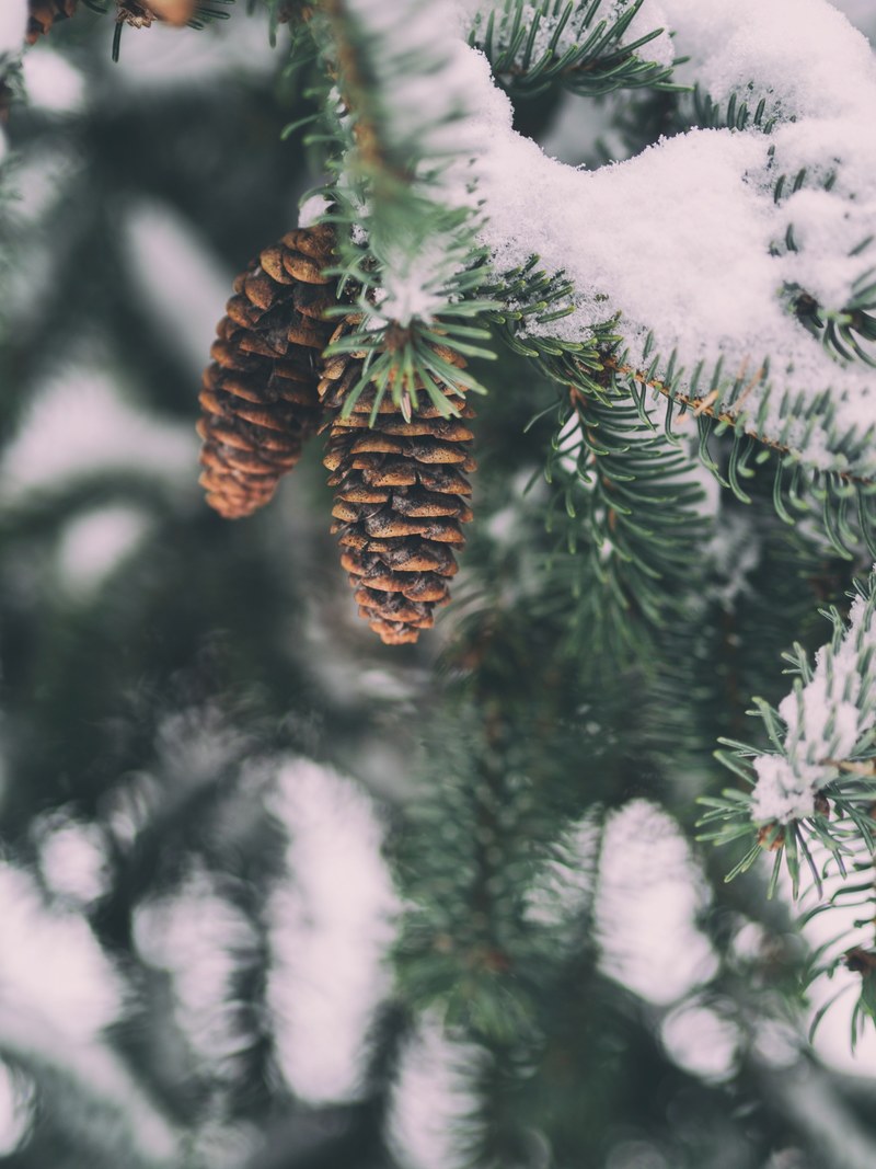 two pine cones hanging on a snowy pine tree, two pine cones 4k