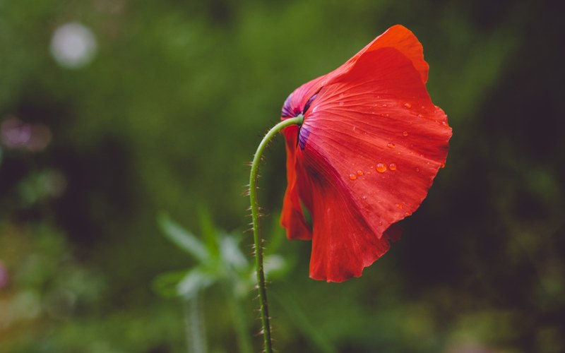 a red poppy flower covered with small droplets of water, weeping poppy 4k