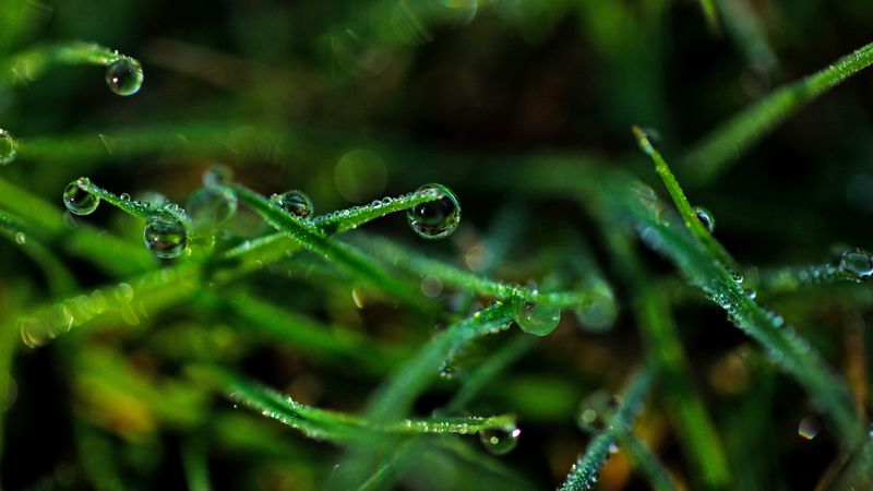 drops, grass, dew, close-up, 4k