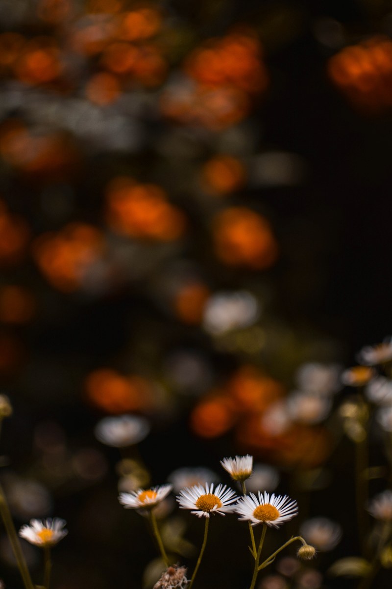  autumn vibes 4k
