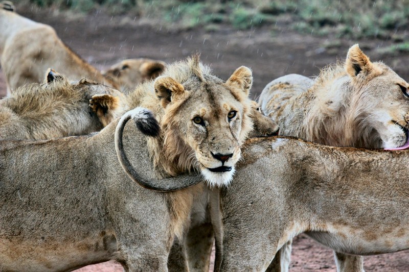 pride of african lions licking each other and relaxing in serengeti national park, pride of lions 4k