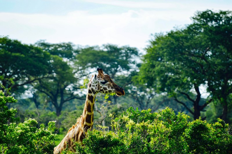 giraffe animal wildlife and zoo 4k