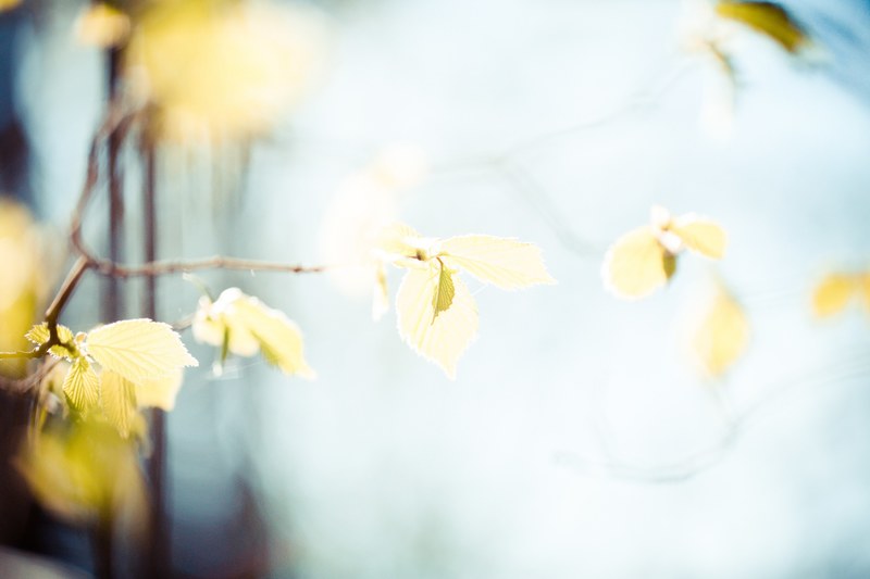 yellow leaves on branch against clear sky in spring, yellow leaves spring 4k