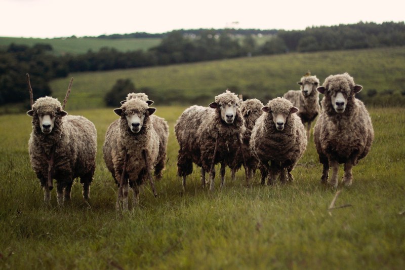 sheep standing in a grassy field, sheep in field 4k