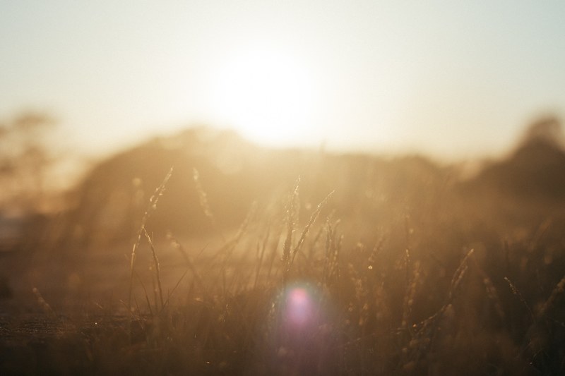 dreamy grass and sunrise 4k