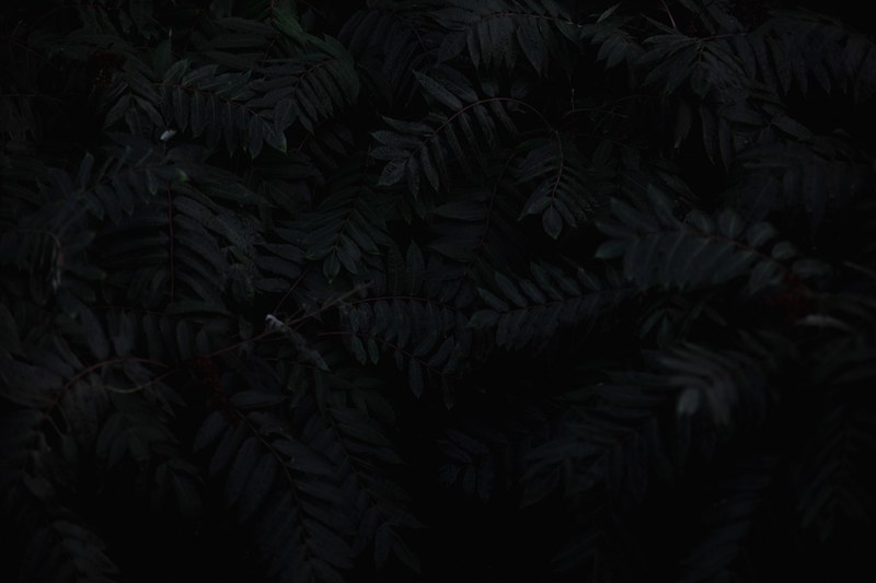 dark foliage tree and leaf 4k