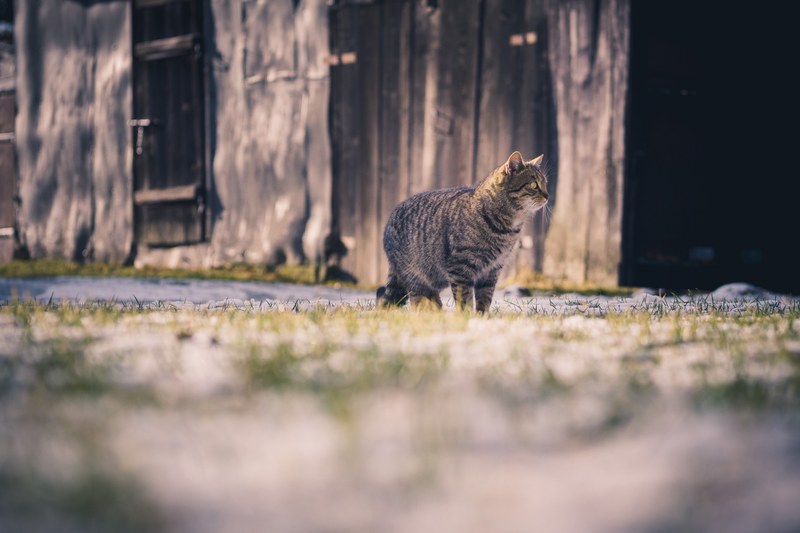 cat prowls through a wintery field, hunter 4k