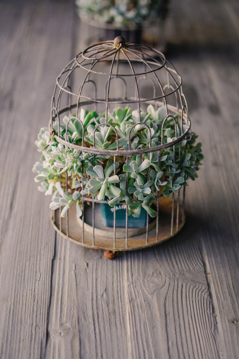 a succulent in a flowerpot inside a rusty cage, succulentcage 4k