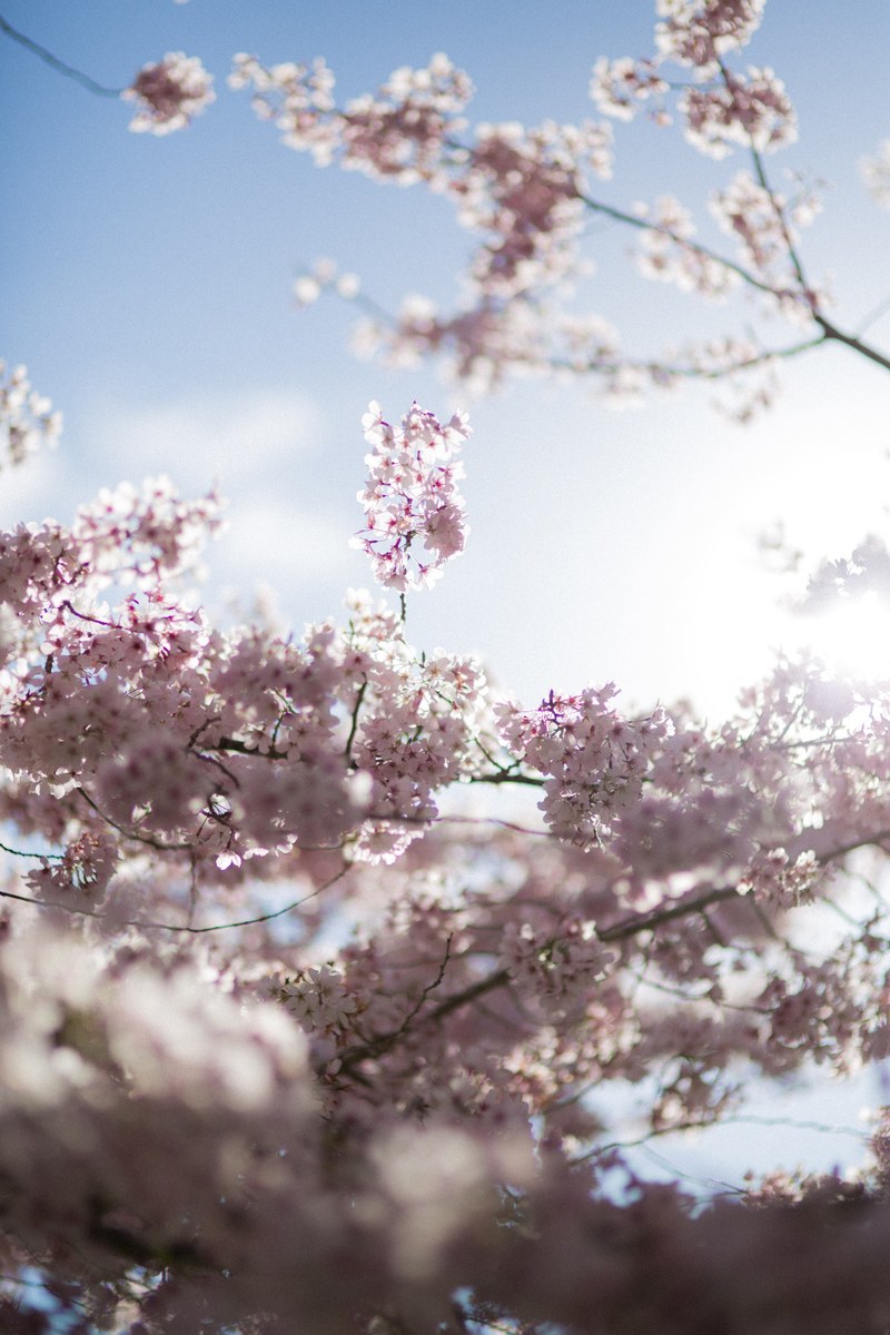 cherry blossom tree flower tree and spring hd, 4k