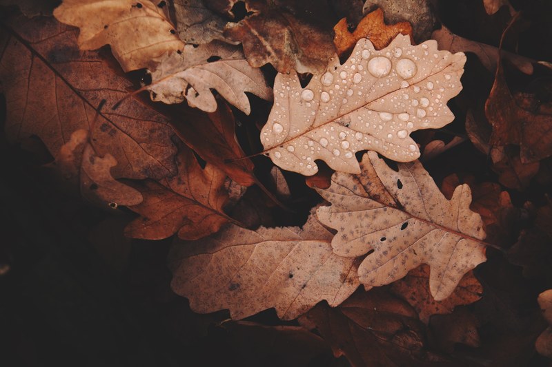 leaf leaves wet and rain 4k