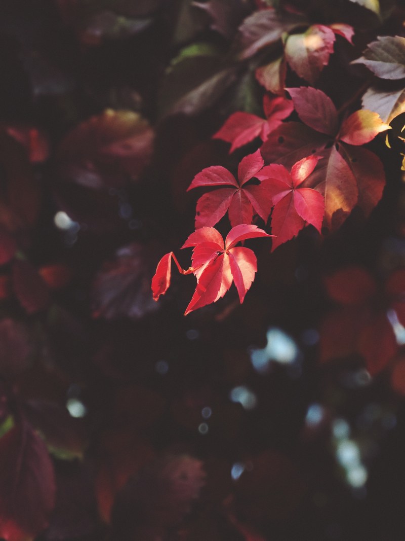 leaf autumn fall and red hd, 4k