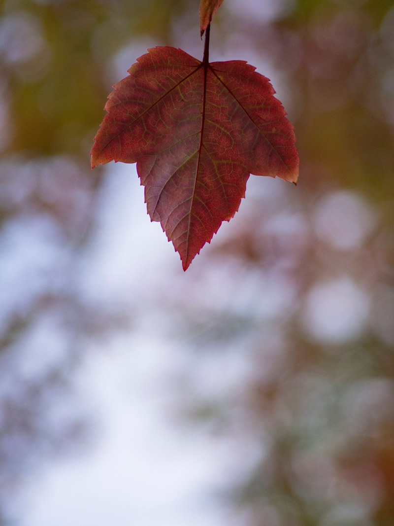 leaf red autumn and fall hd, 4k