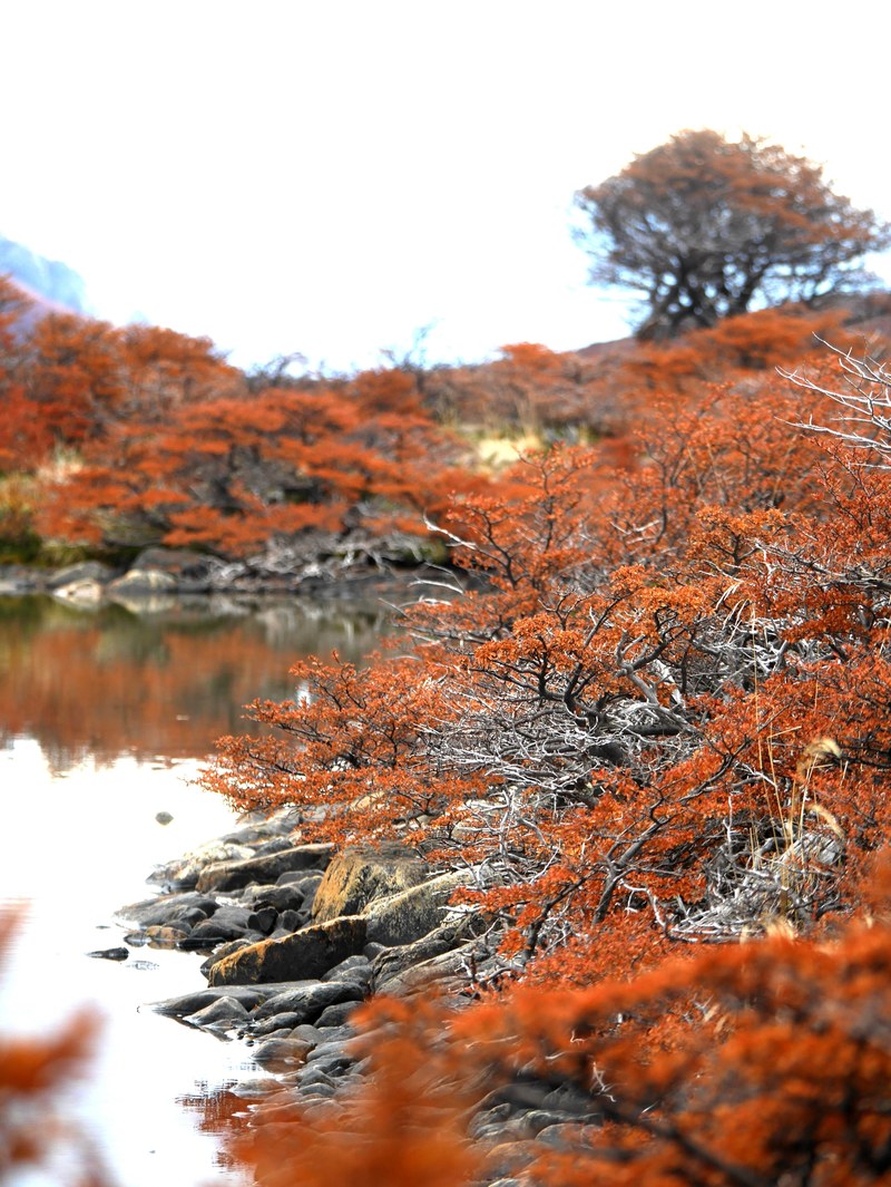 fall colours in patagonia 4k