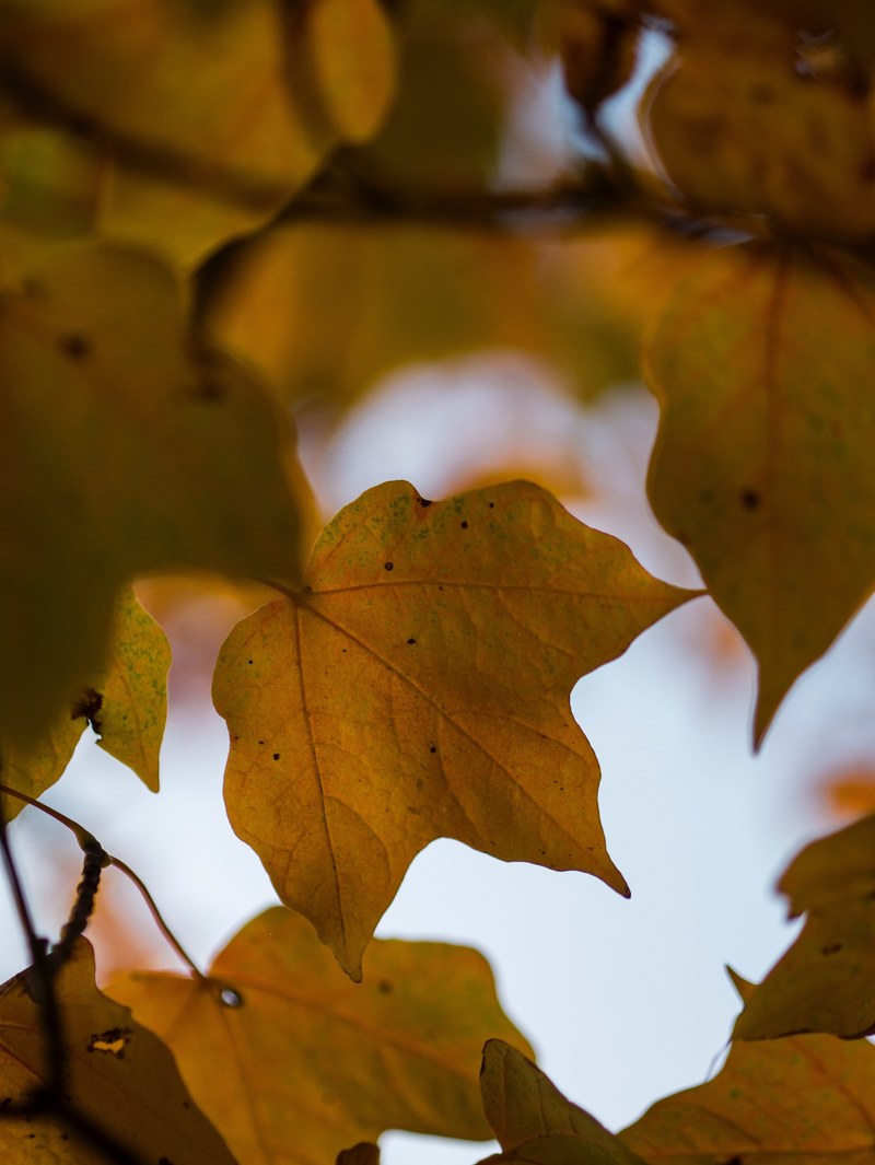 leaf orange autumn and fall hd, 4k