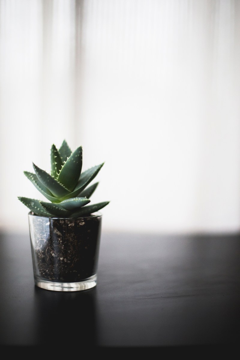a succulent in a glass pot on a wooden surface, plant portraits 4k