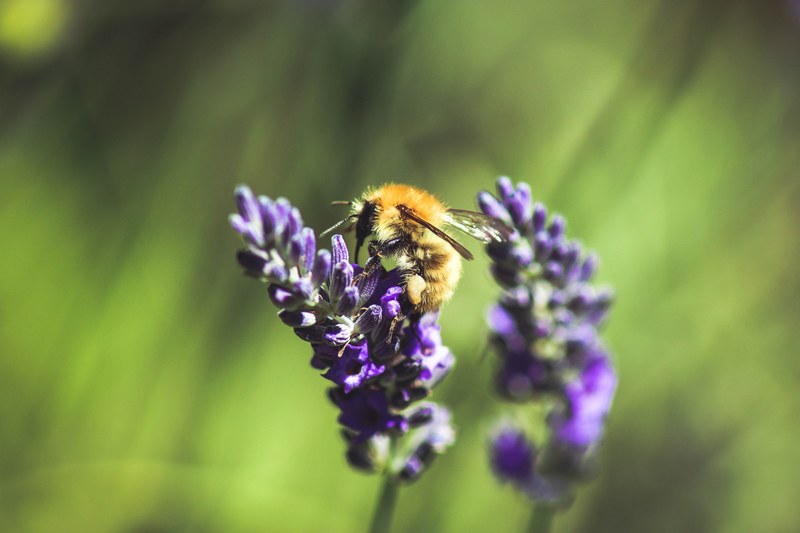 a bee sitting on purple lavender flowers, worker bee on purple lavender 4k