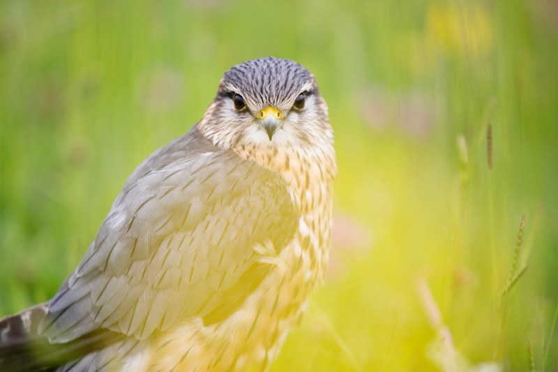 feather bird beak and grass 4k