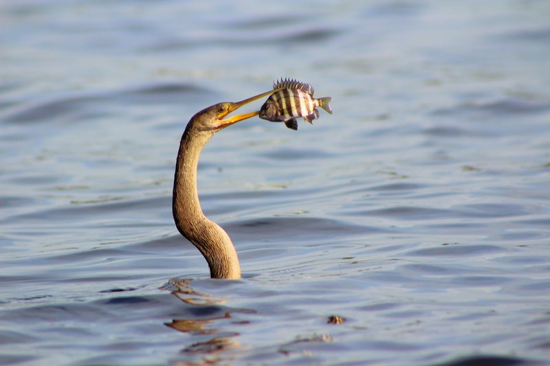 a long fish with a long beak catching another fish mid air just over the surface of the water, anhinga and bluegill 4k