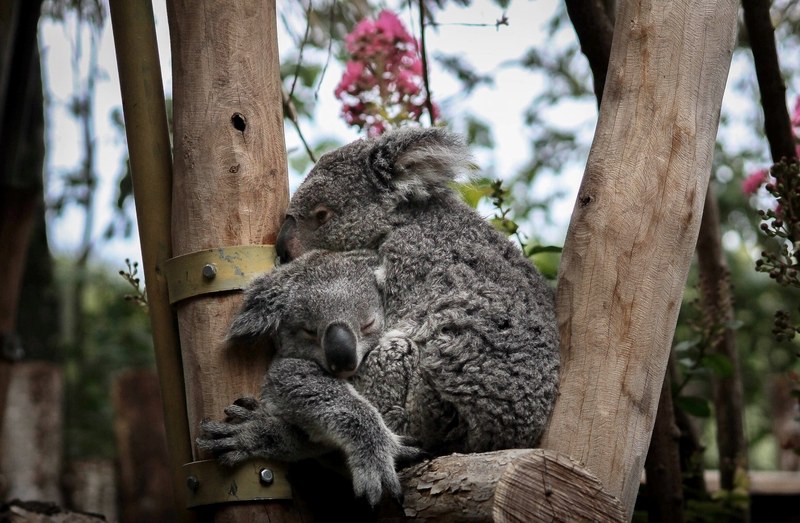 koala zoo koala hug and koala embrace 4k