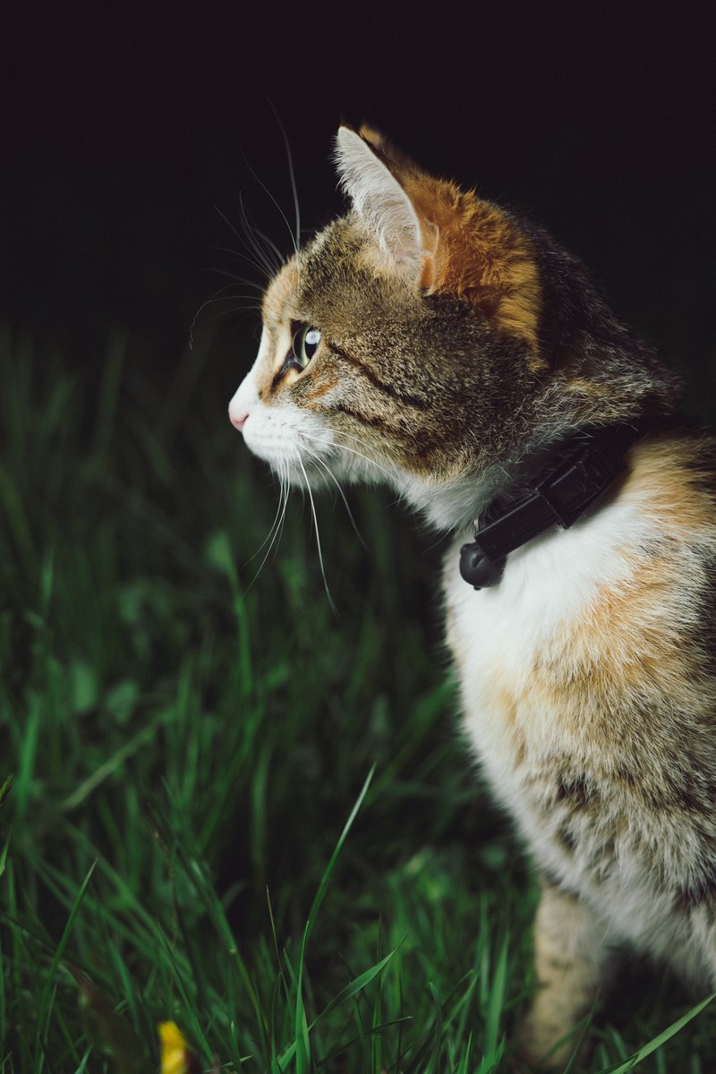 side view of a cat in a black collar walking on green grass, cat in green grass 4k