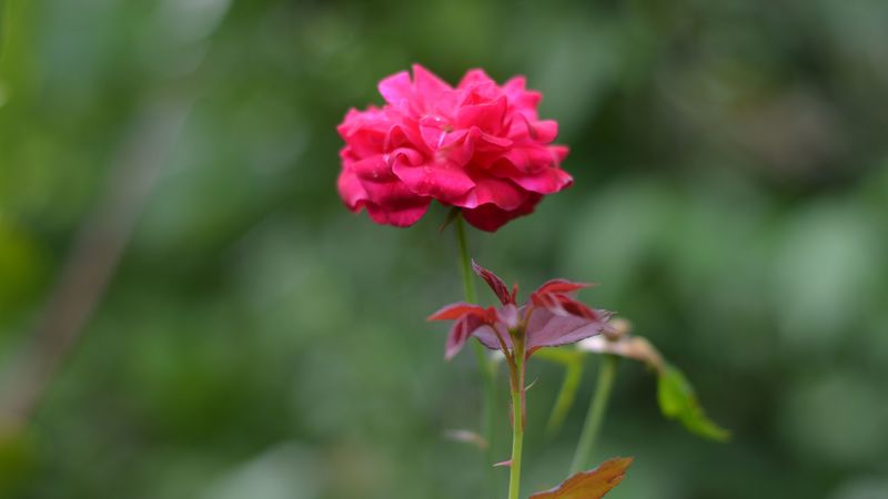 rose, bud, flower, 4k