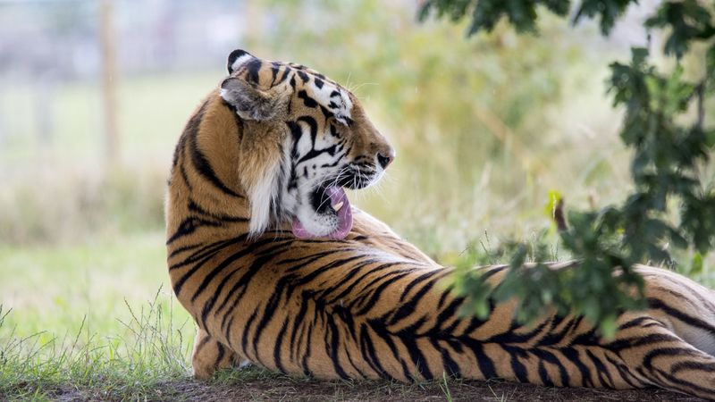 tiger, predator, back, lick, 4k
