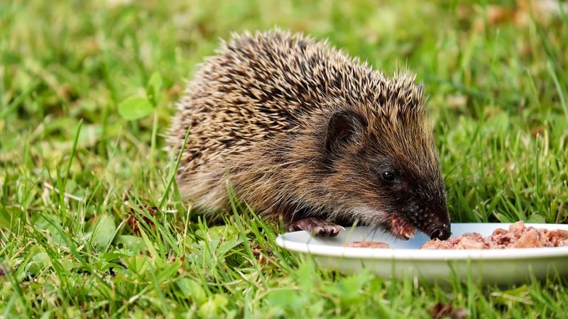 hedgehog, dish, food, grass, 4k