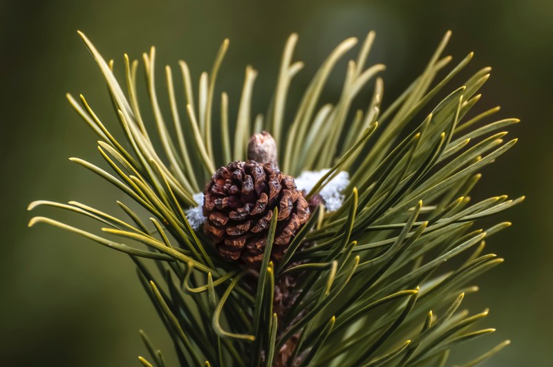 pine cone visible between pine needles on a bed of snow, pine cone in winter 4k