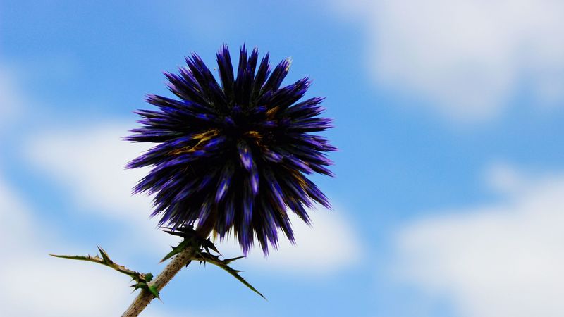 thistle, flower, purple, 4k