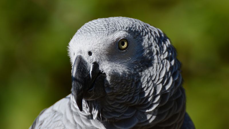 african parrot, bird, beak, 4k