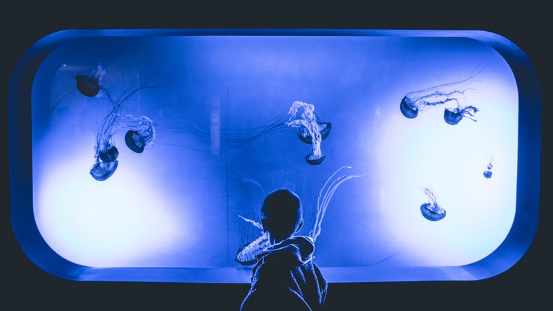 the jelly fish tank 4k