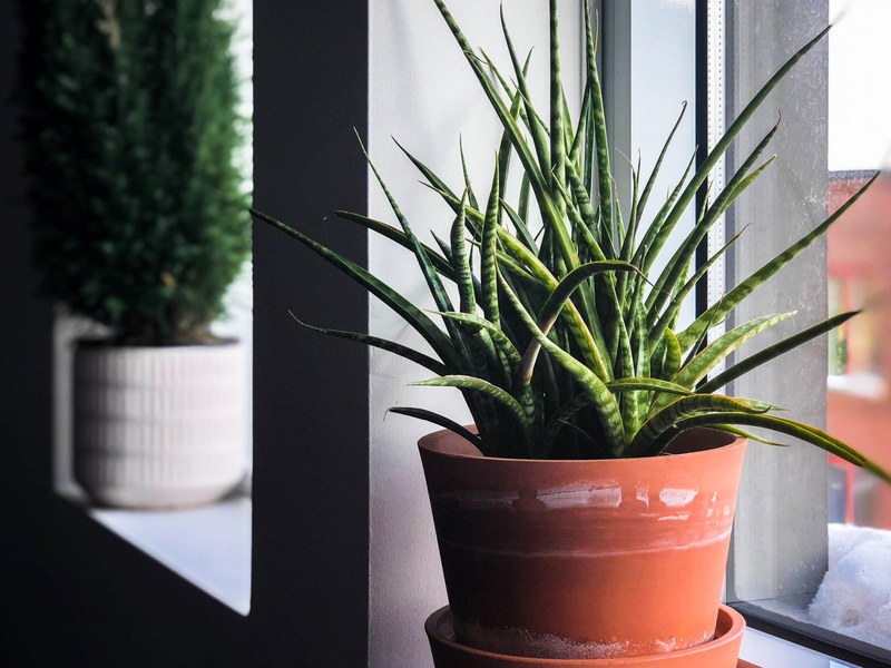 plants on the window sill 4k