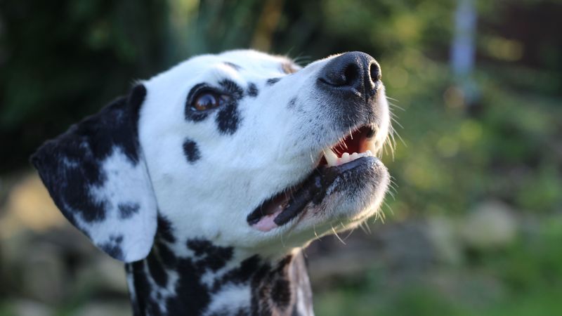 dalmatian, dog, muzzle, spotted, 4k