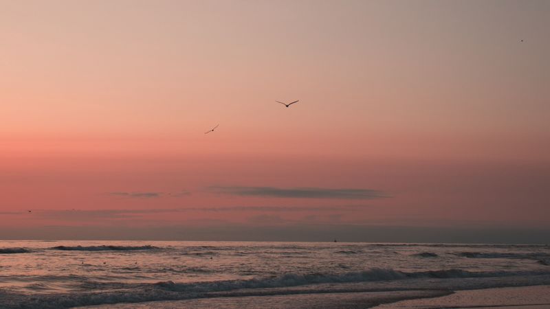 beach, birds, sand, sunset, 4k