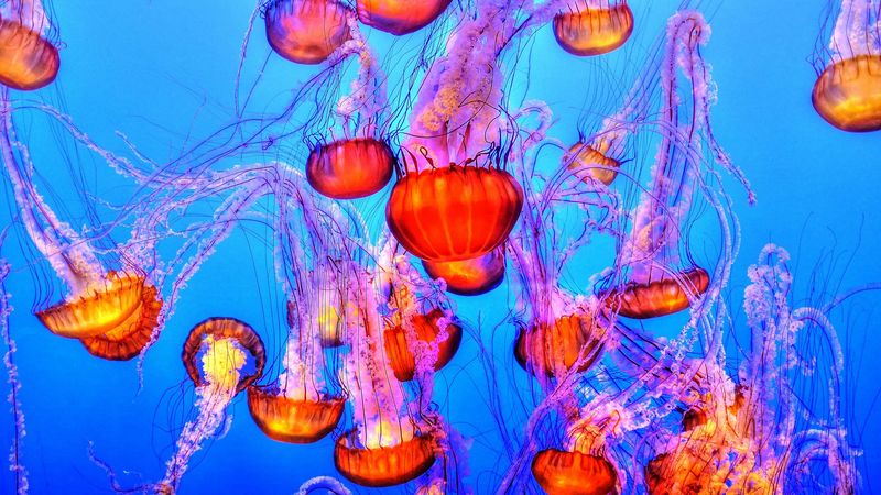 jellyfish, underwater, swimming, 4k