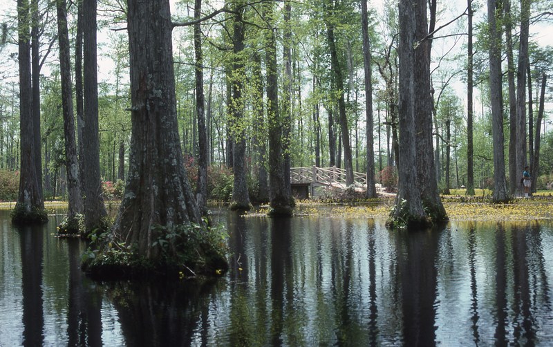 cypress garden near charleston 4k
