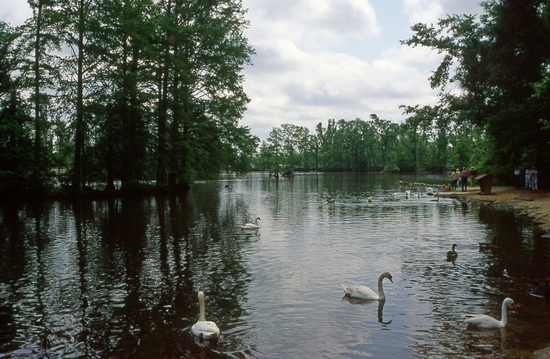swan lake sumter south carolina 4k