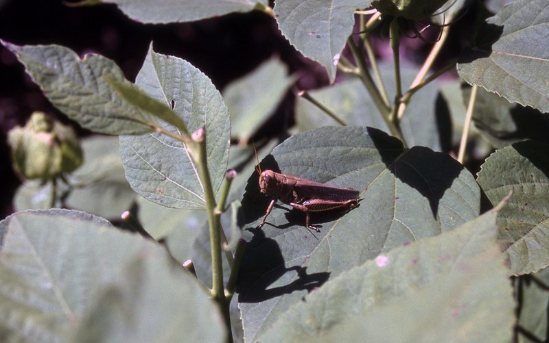 grasshopper at powell garden 4k