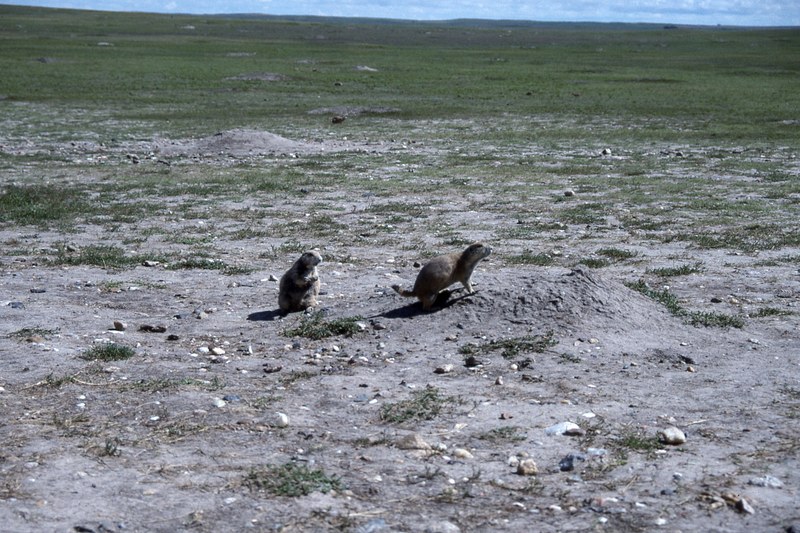 prairie dog town at the badlands 4k