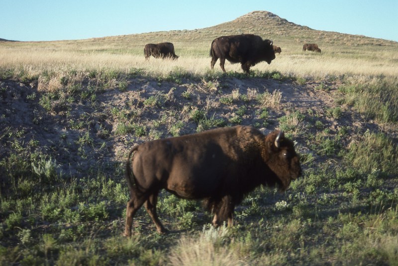 bison fort robinson nebraska 4k