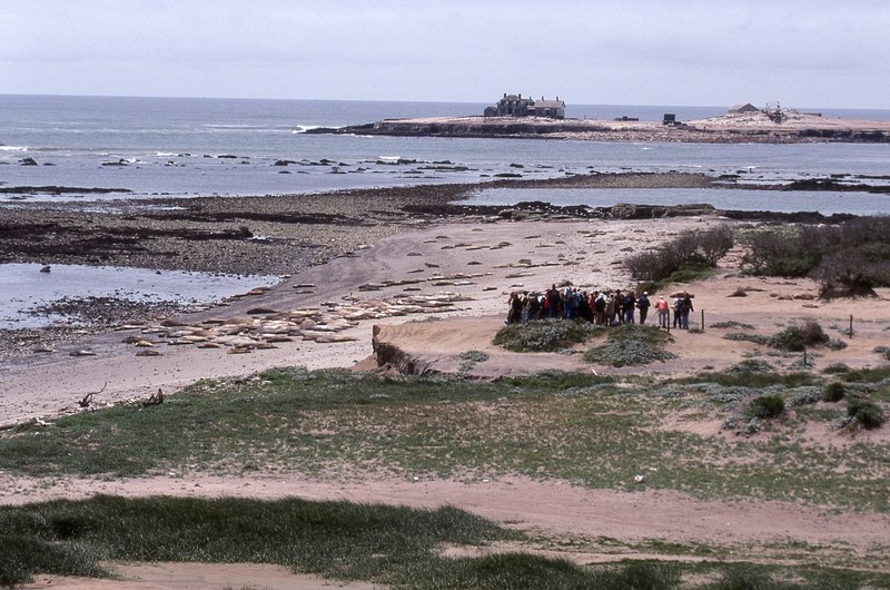 ano nuevo beach california 4k